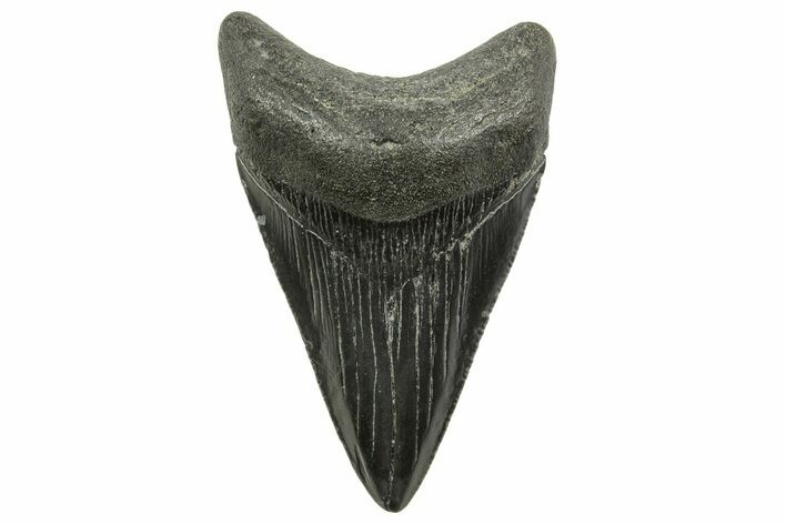 Serrated, Juvenile Megalodon Tooth - South Carolina #375968